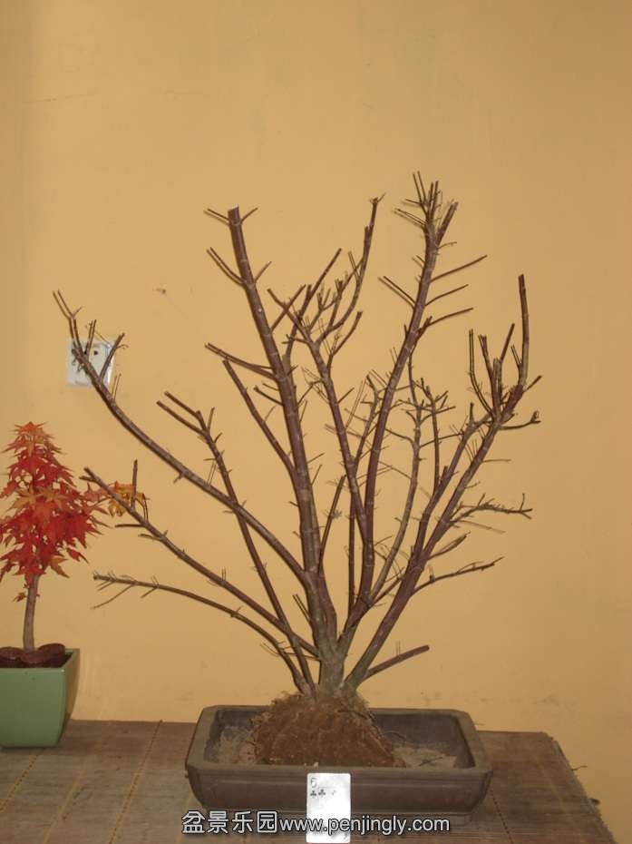 DSC01243.JPG