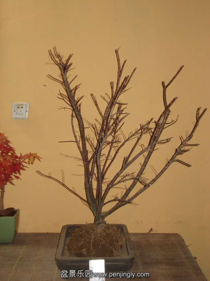 DSC01244.JPG