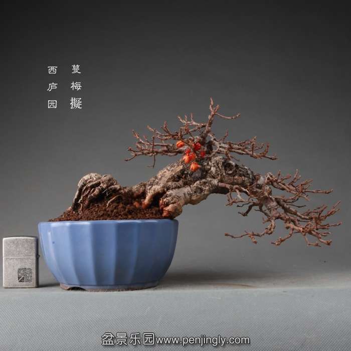 bonsai14122601.jpg