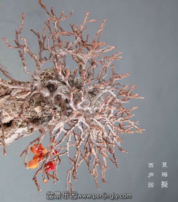 bonsai14122603.jpg