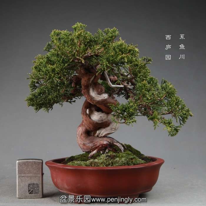 bonsai14122604.jpg