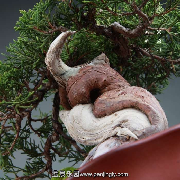bonsai14122606.jpg