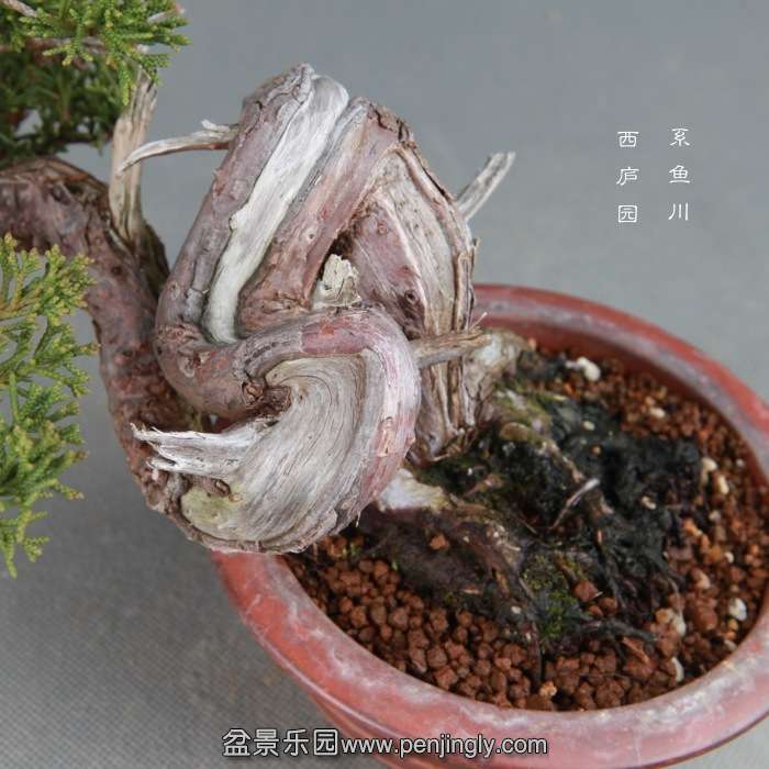 bonsai14122610.jpg