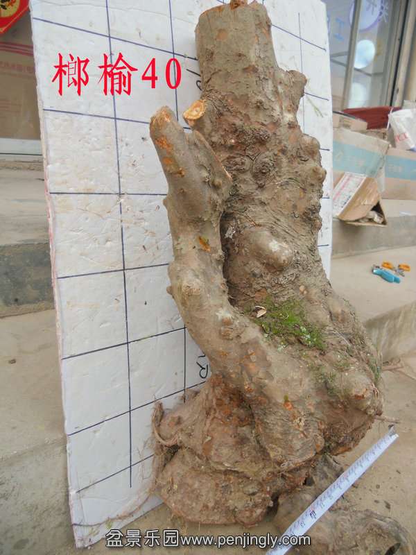 CIMG3307.JPG