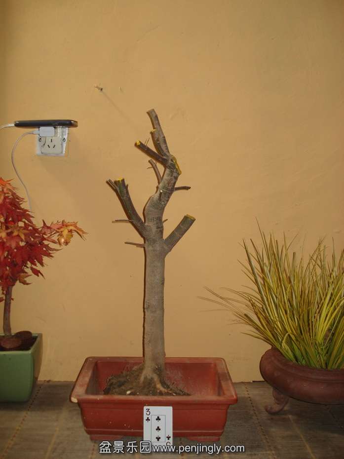 DSC01261.JPG