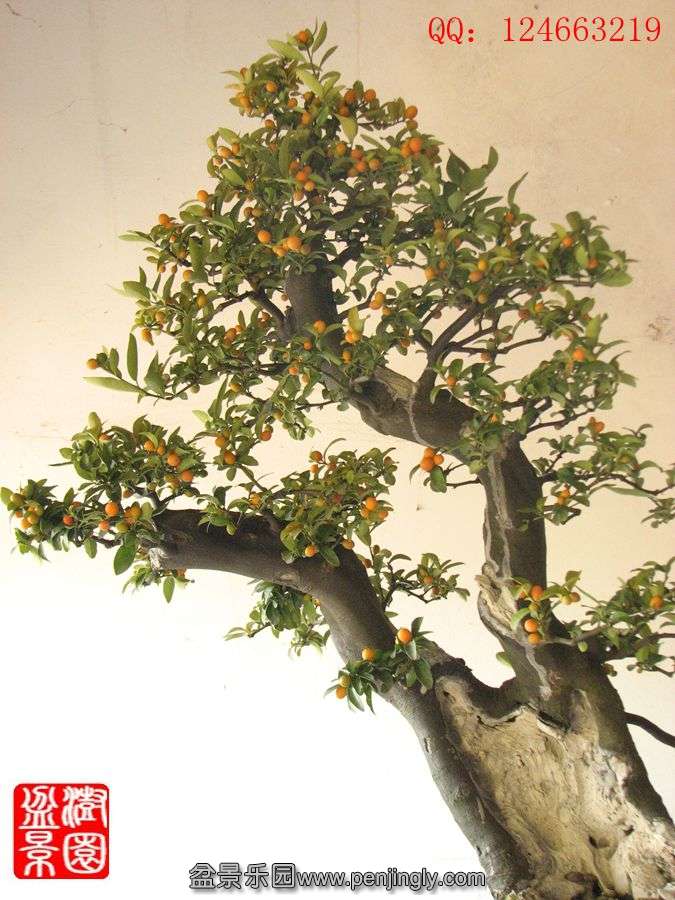 IMG_0954__.jpg
