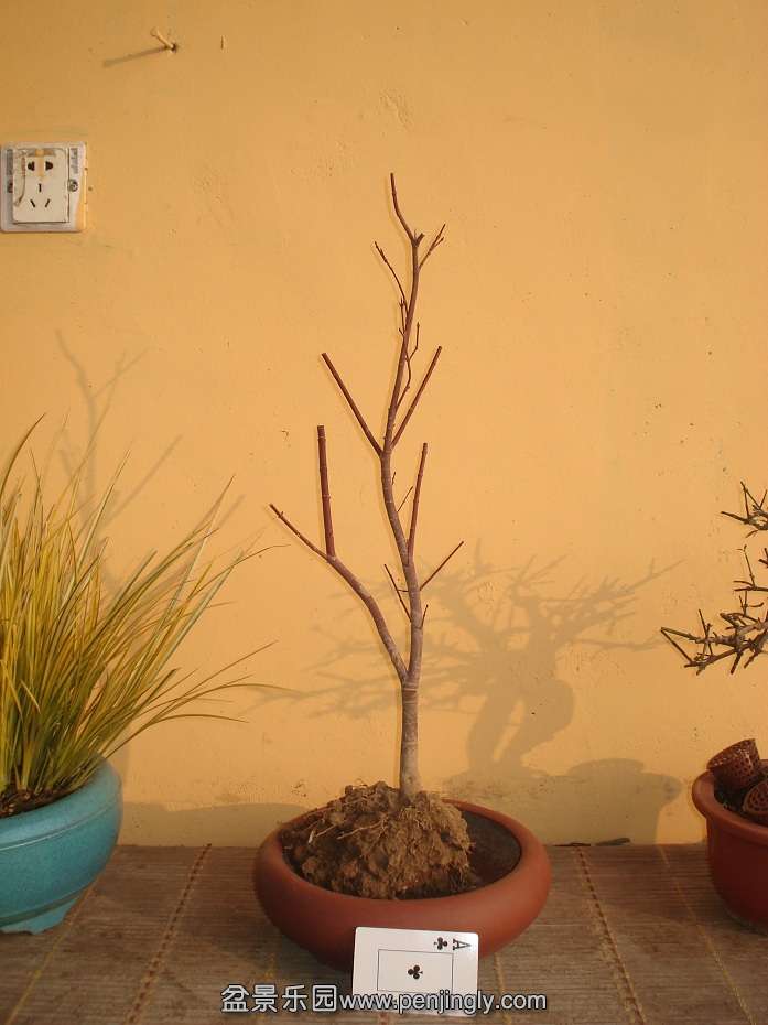 DSC01278.JPG