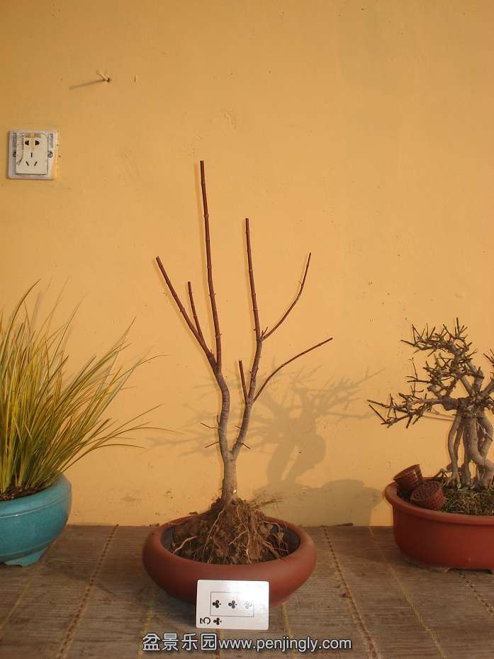 DSC01281.JPG