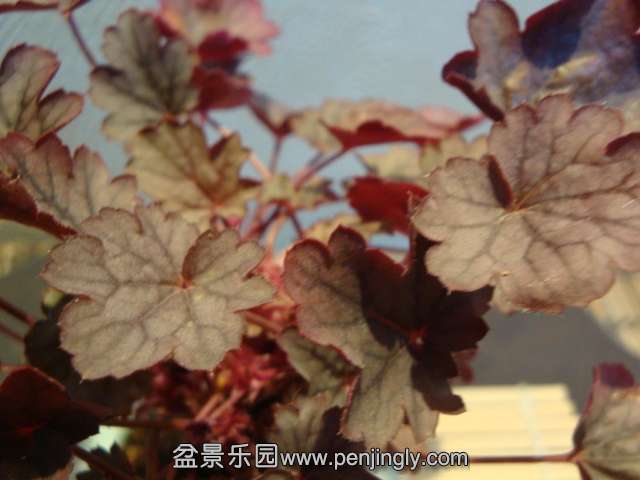 DSC09781.JPG
