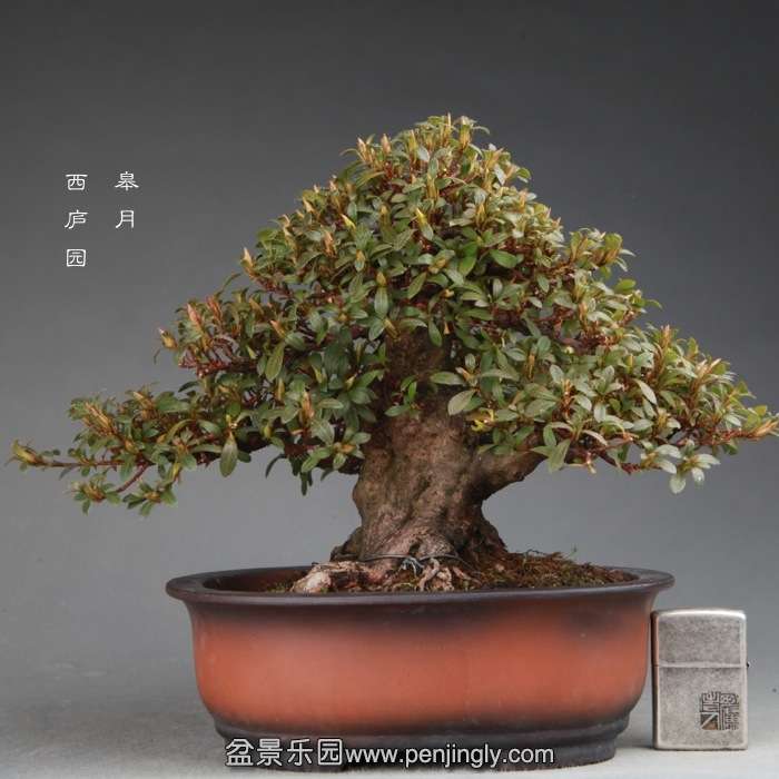 bonsai1412311.jpg