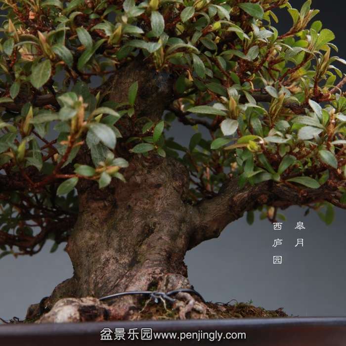 bonsai1412312.jpg