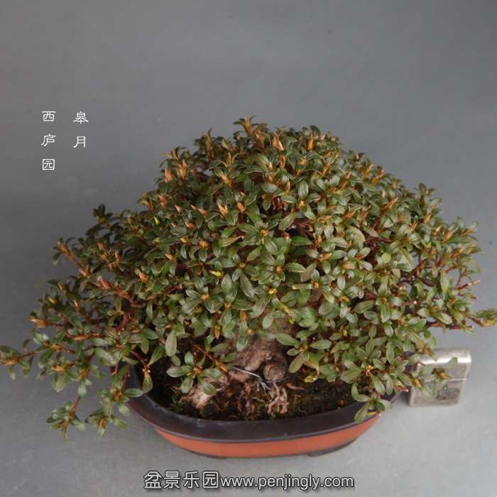 bonsai1412313.jpg