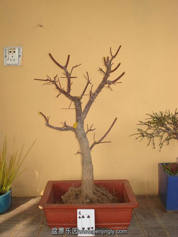 DSC01326.JPG
