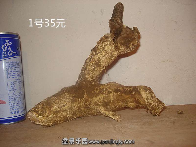 DSC08980_.jpg