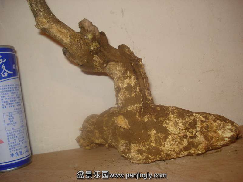 DSC08982_.jpg