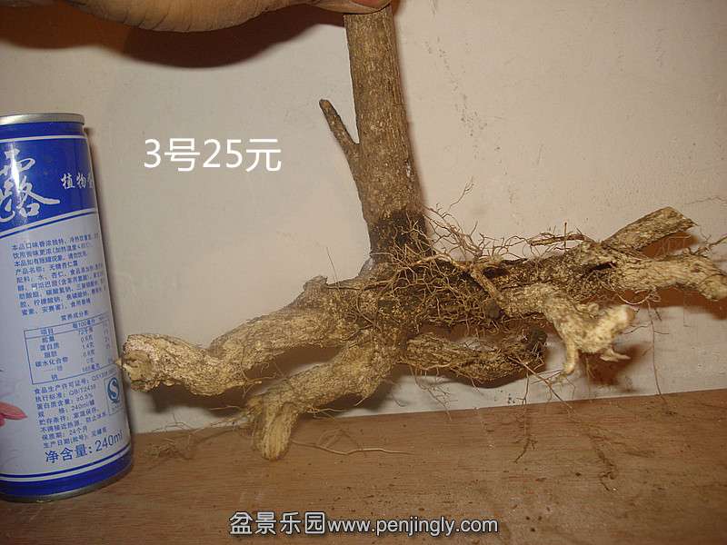 DSC08987_.jpg