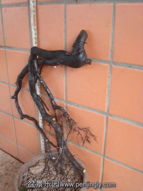 DSC00051.JPG