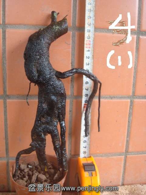 DSC00063.JPG