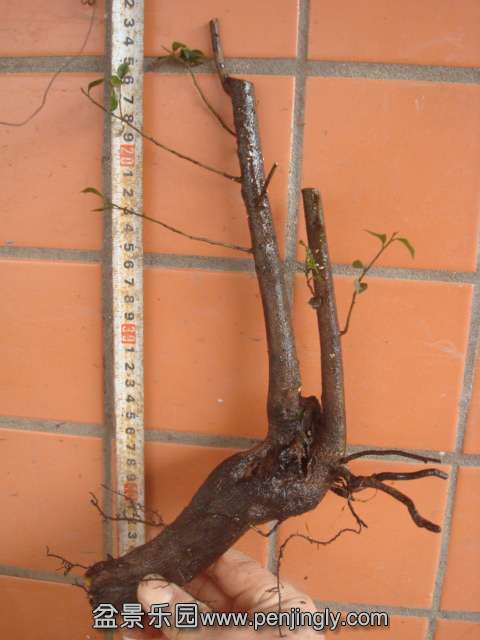 DSC00071.JPG