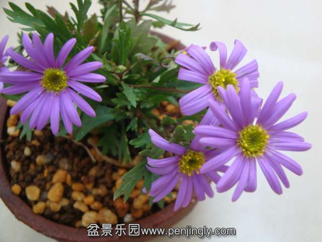 DSC09805.JPG