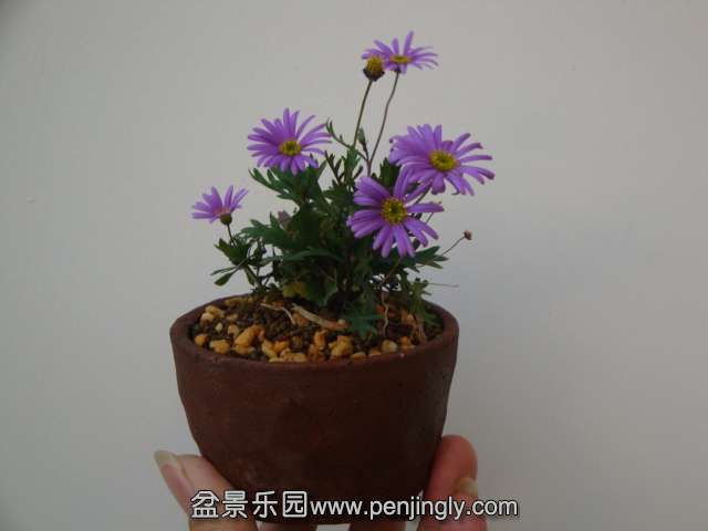 DSC09806.JPG
