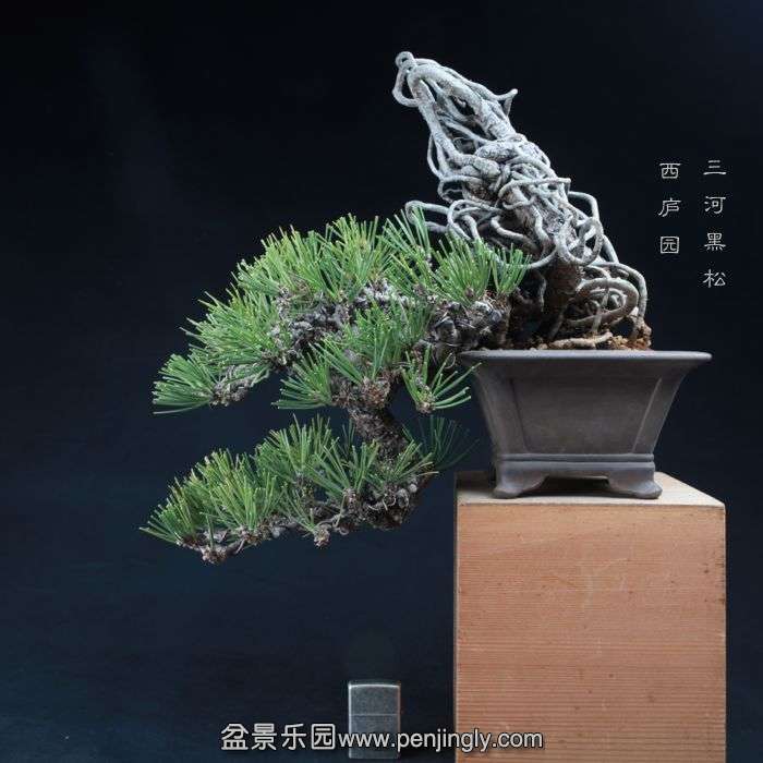 bonsai15010401.jpg
