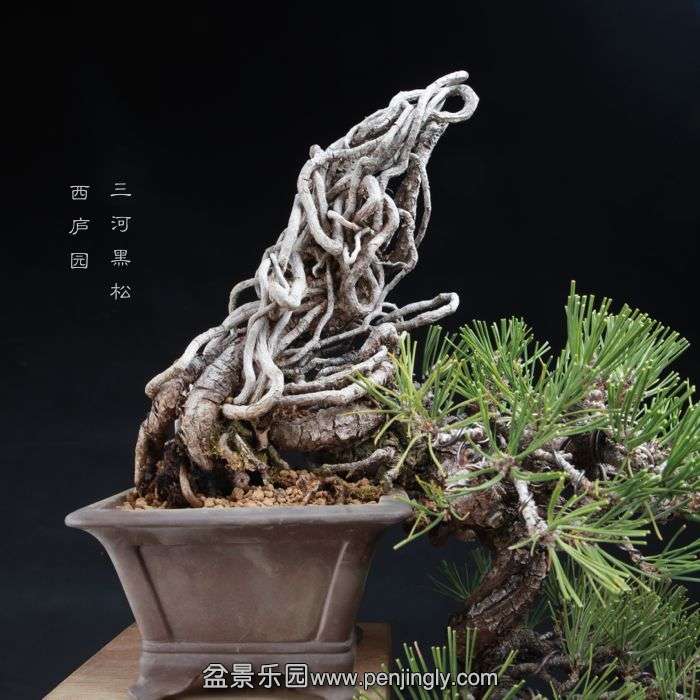 bonsai15010403.jpg