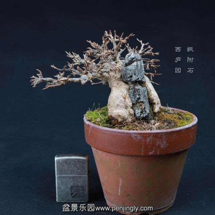 bonsai15010405.jpg