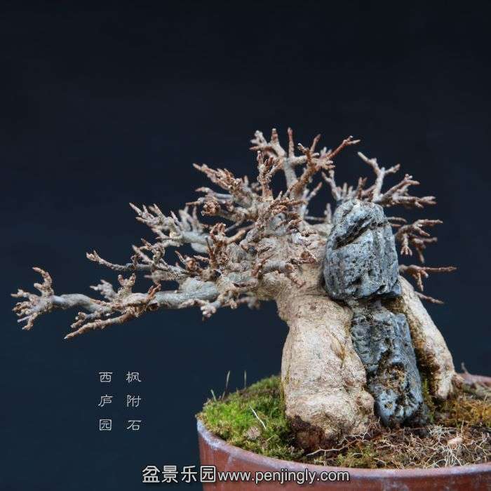 bonsai15010406.jpg