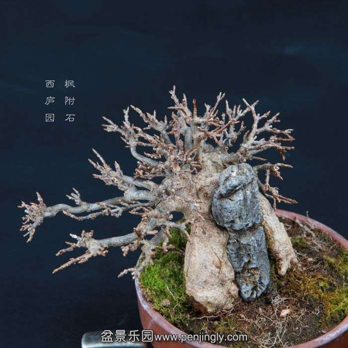 bonsai15010407.jpg