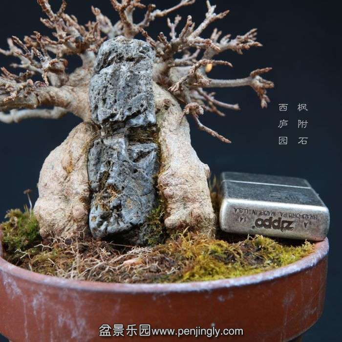 bonsai15010408.jpg