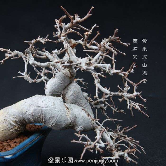 bonsai15010410.jpg