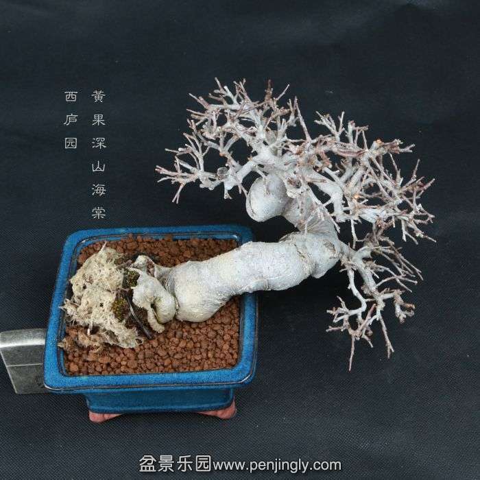 bonsai15010411.jpg