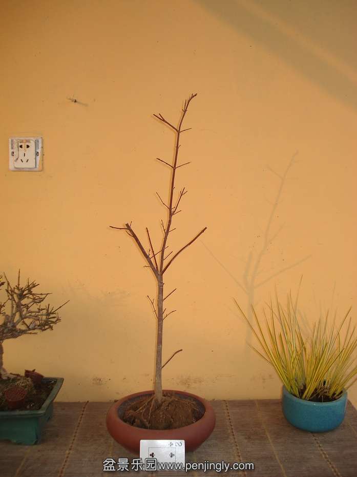 DSC01332.JPG