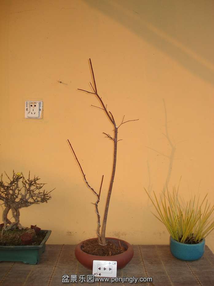 DSC01333.JPG