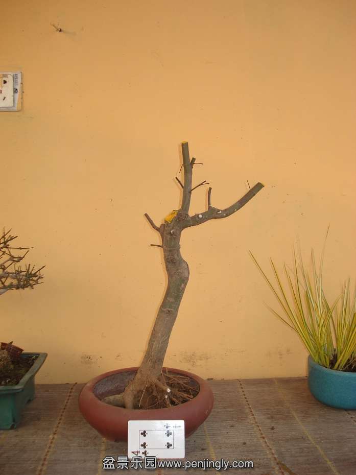 DSC01337.JPG