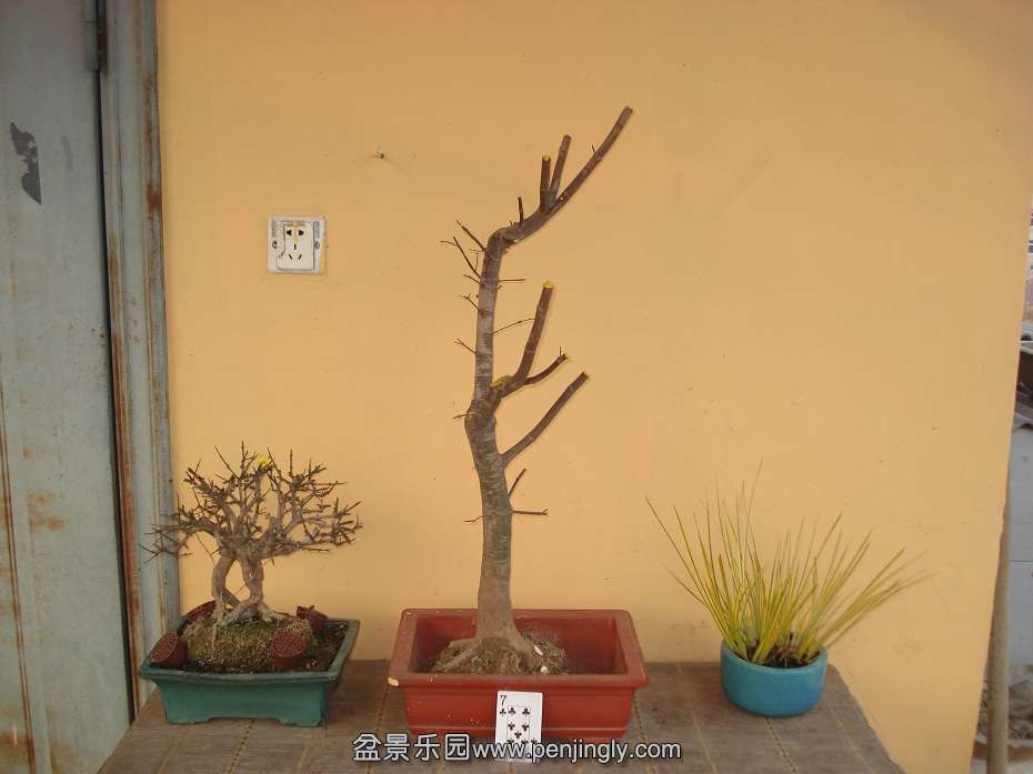 DSC01342.JPG