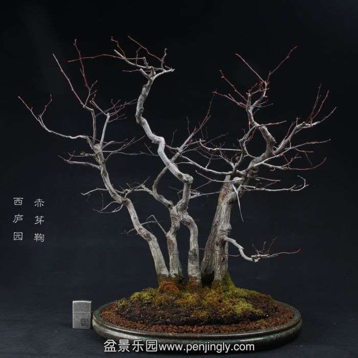 bonsai150104B01.jpg