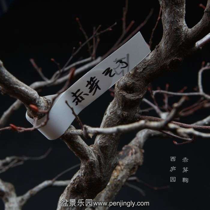 bonsai150104B03.jpg