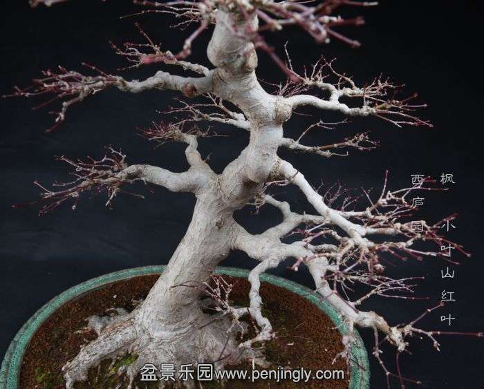 bonsai150104B06.jpg
