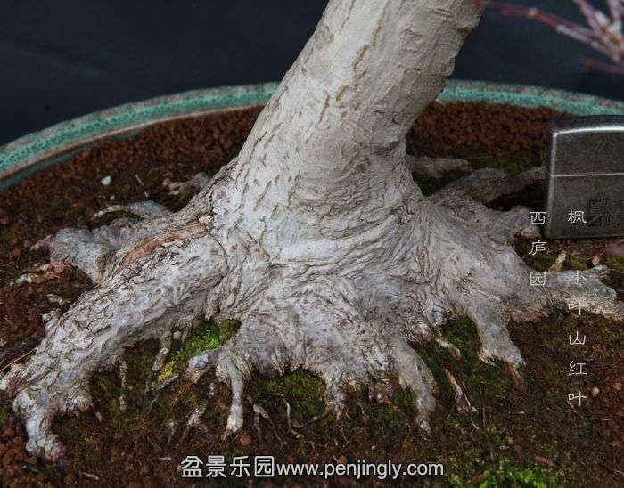 bonsai150104B07.jpg