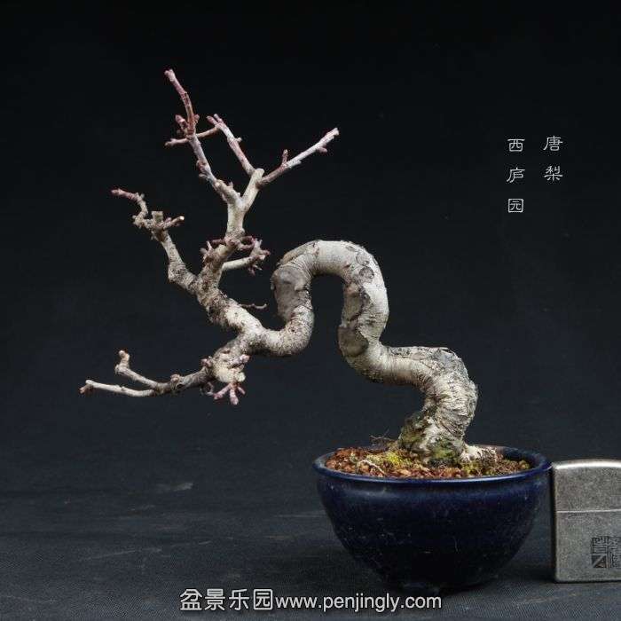 bonsai150104B08.jpg