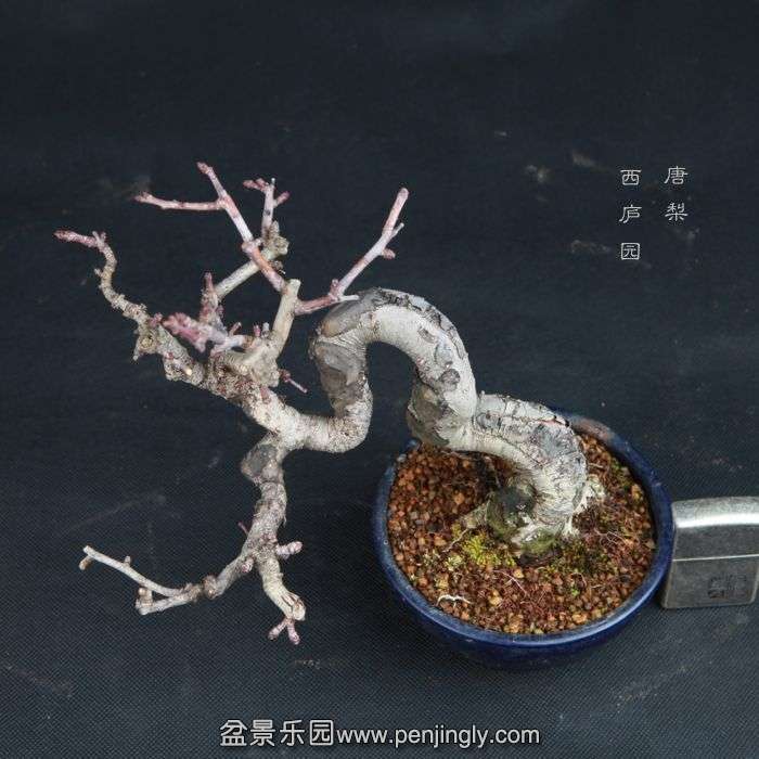 bonsai150104B09.jpg