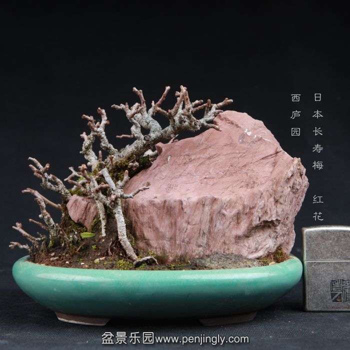 bonsai150104B10.jpg