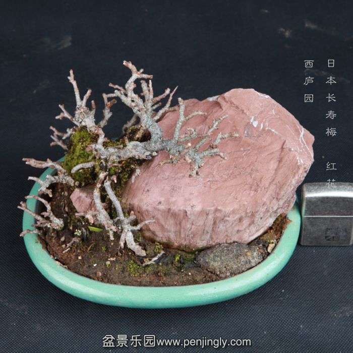 bonsai150104B11.jpg
