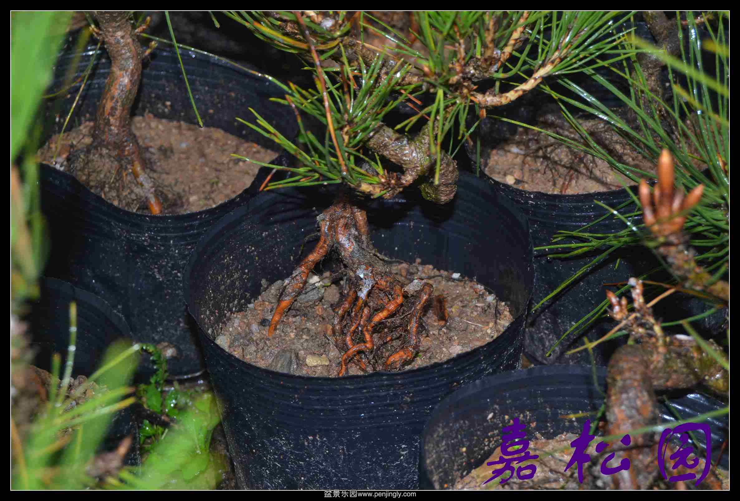 ���ͺ����辰 051.JPG