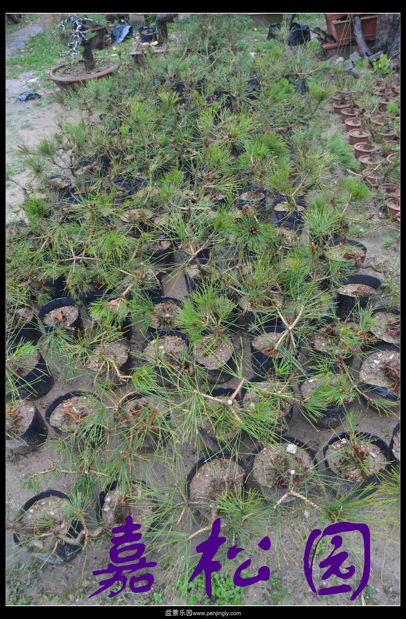 ���ͺ����辰 058.JPG