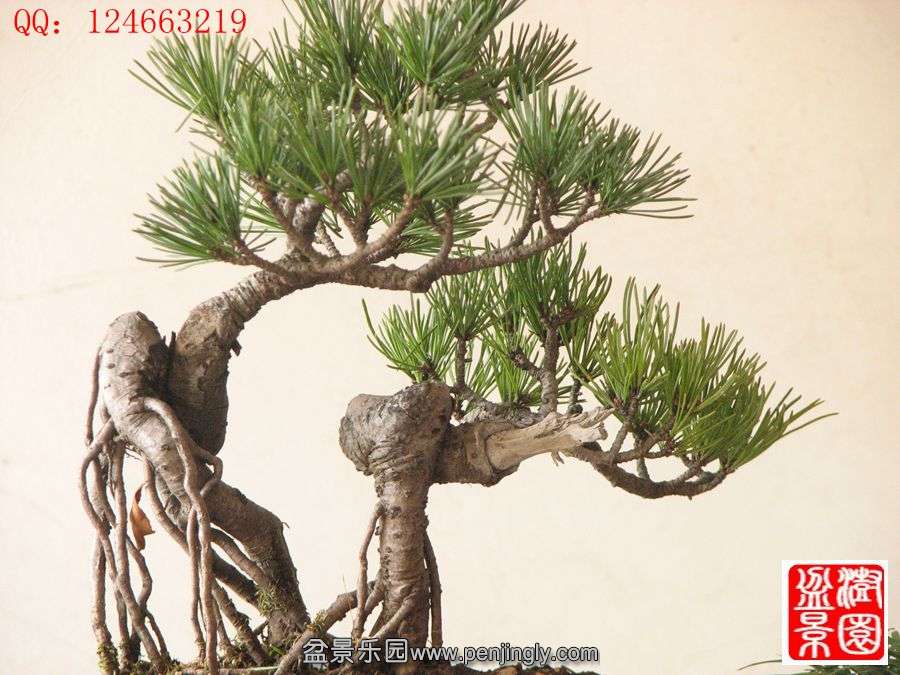 IMG_0993__.jpg