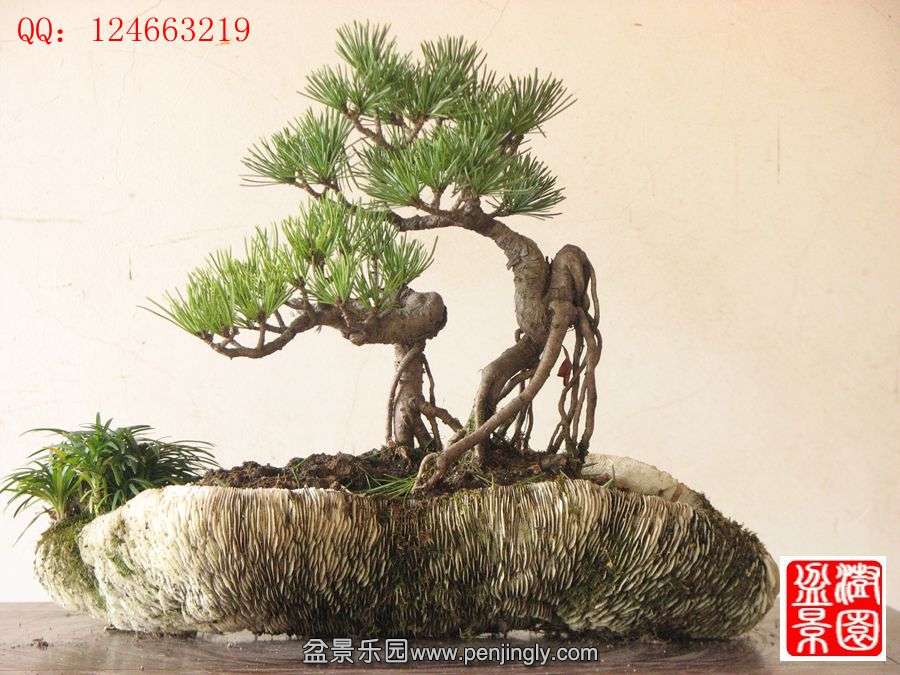 IMG_0995__.jpg