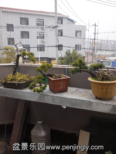 IMG_20150105_130030.jpg